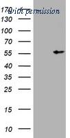 OriGene TA801122BM image 1