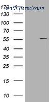 OriGene TA801159S image 1