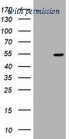 OriGene TA801202BM image 1