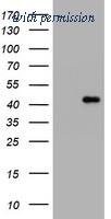 OriGene TA801209AM image 1