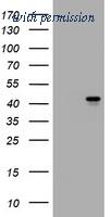 OriGene TA801210BM image 1