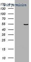 OriGene TA801221S image 1