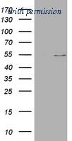 OriGene TA801222AM image 1