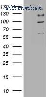 OriGene TA801262S image 1