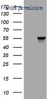 OriGene TA801297AM image 1