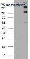 OriGene TA801305AM image 1