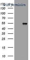 OriGene TA801319AM image 1