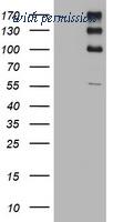 OriGene TA801324S image 1