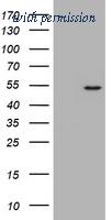 OriGene TA801326BM image 1