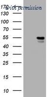 OriGene TA801357AM image 1