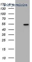 OriGene TA801358BM image 1