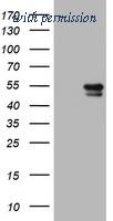 OriGene TA801359BM image 1