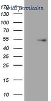 OriGene TA801360AM image 1