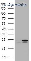 OriGene TA801371AM image 1