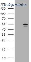 OriGene TA801374BM image 1