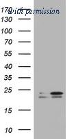 OriGene TA801397AM image 1