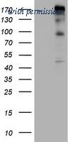 OriGene TA801403AM image 1