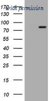 OriGene TA801445BM image 1