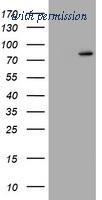 OriGene TA801446AM image 1