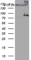 OriGene TA801552S image 1