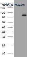 OriGene TA801566AM image 1