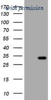 OriGene TA801590S image 1