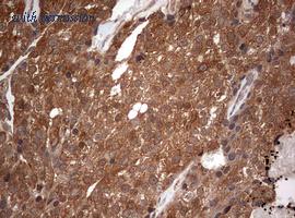 OriGene TA801592S image 1