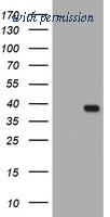 OriGene TA801596AM image 1