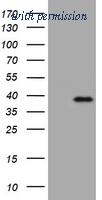OriGene TA801597BM image 1