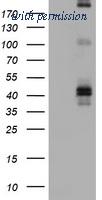 OriGene TA801620S image 1