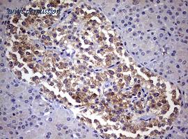 OriGene TA801631S image 1