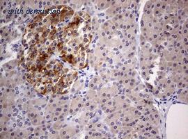 OriGene TA801633S image 1