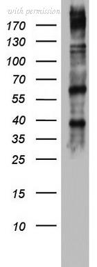 OriGene TA801644S image 1
