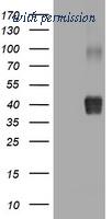 OriGene TA801666S image 1