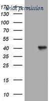 OriGene TA801668BM image 1