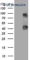 OriGene TA801727AM image 1