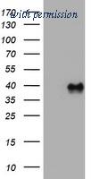 OriGene TA801737AM image 1