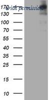 OriGene TA801744AM image 1