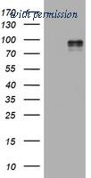 OriGene TA801746AM image 1