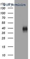 OriGene TA801748BM image 1