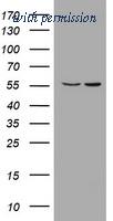 OriGene TA801781S image 1