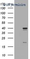 OriGene TA801791AM image 1