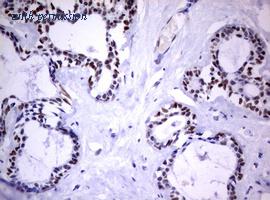 OriGene TA801814S image 1