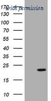 OriGene TA801826AM image 1