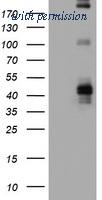 OriGene TA801830AM image 1
