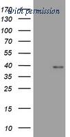 OriGene TA801865BM image 1
