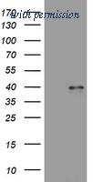 OriGene TA801866AM image 1