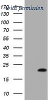 OriGene TA801873BM image 1