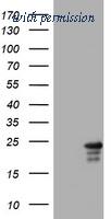 OriGene TA801883AM image 1