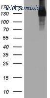 OriGene TA801933AM image 1